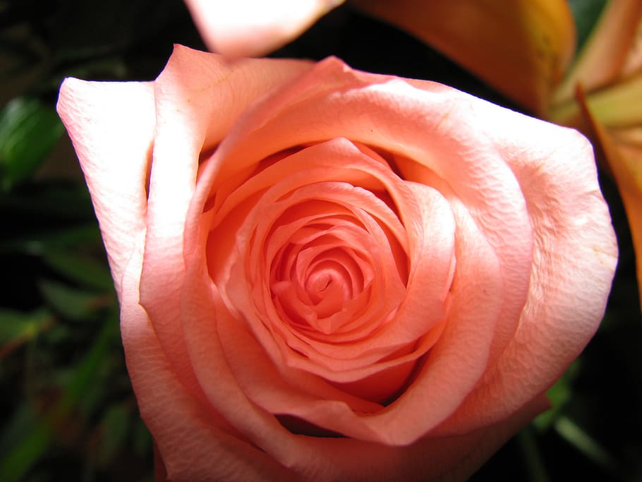 flower, pink, color, flowering plant, rose, beauty in nature HD wallpaper