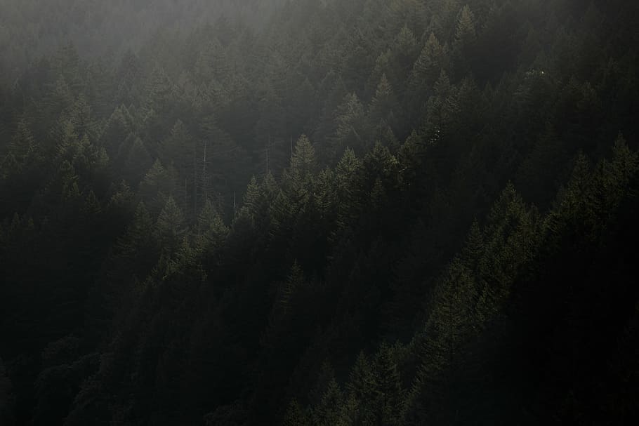 green trees under sunny sky, birds eye photography of forest HD wallpaper