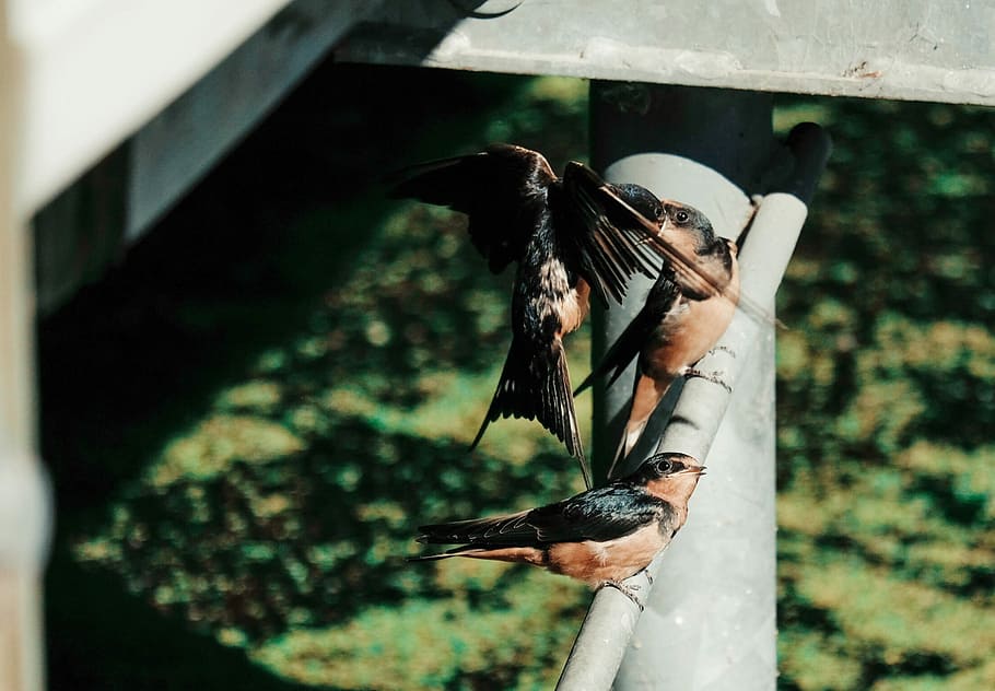 black and brown birds standing on steel frame, adult bird feeding the young bird on rod HD wallpaper