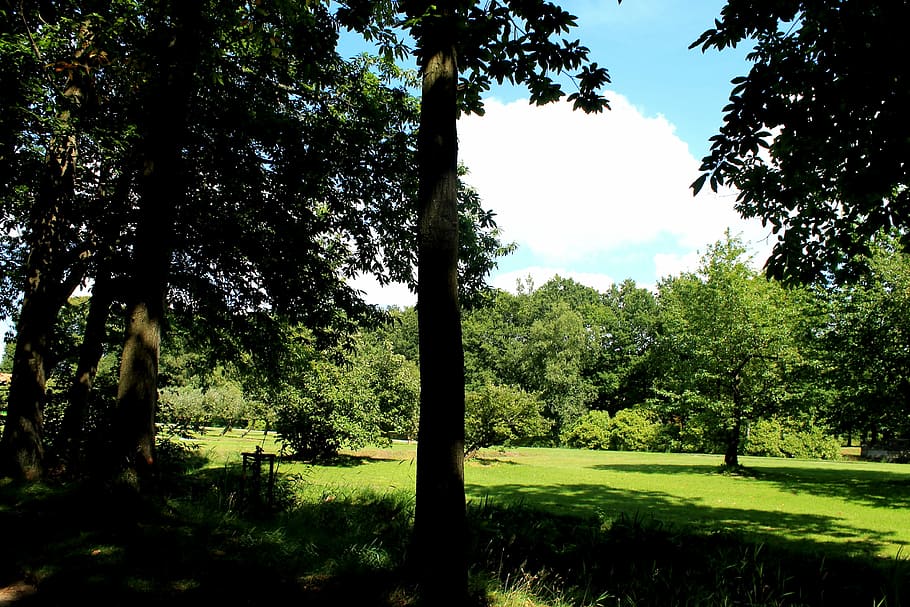 forest, meadow, trees, sky, green, nature, blue, frisch, clouds HD wallpaper