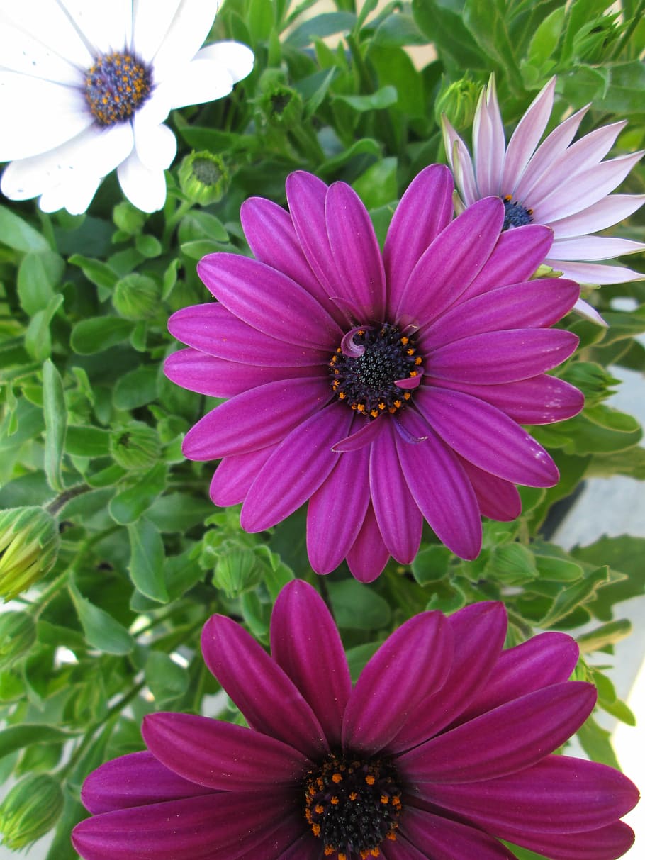 gerbera, flower, pink, white, green, magenta, corolla, petal HD wallpaper