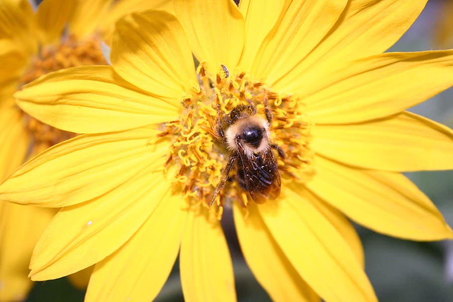 flower, sunflower, bee, summer, nature, insect, yellow, plant HD wallpaper