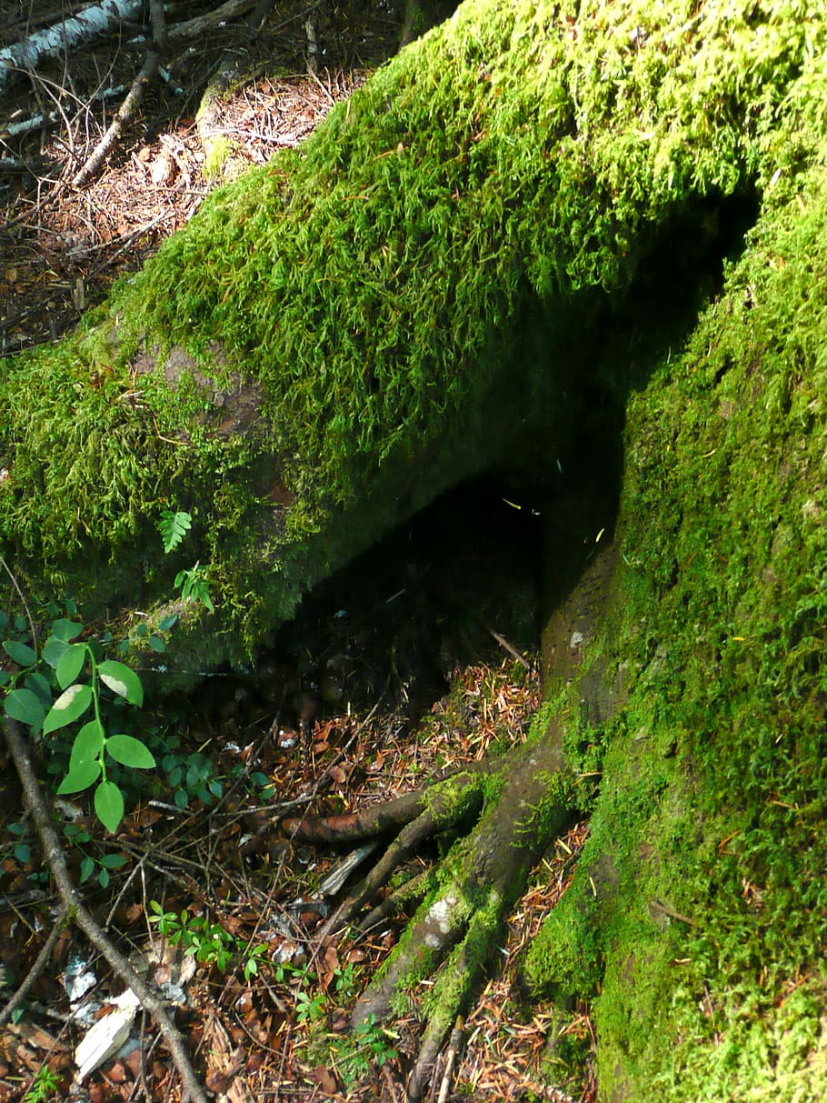 Massive, Roots, Plant, Tree, overgrown moss, forest, nature HD wallpaper
