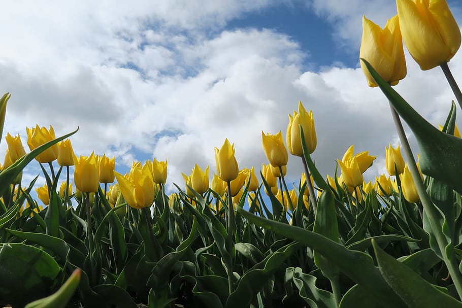 tulips, yellow, nature, spring, netherlands, flower, flowers HD wallpaper