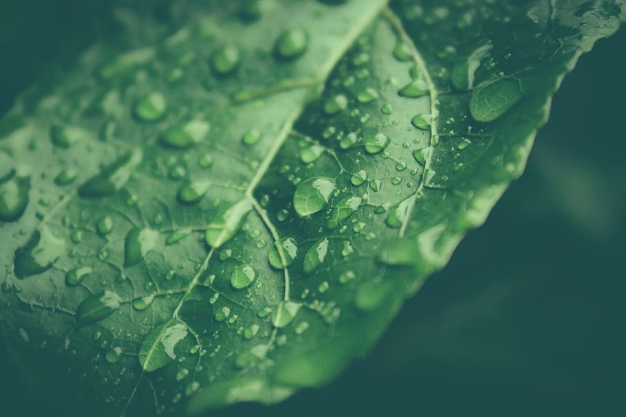 drops, water, rain, green, winter, leaf, plant part, wet, green color HD wallpaper