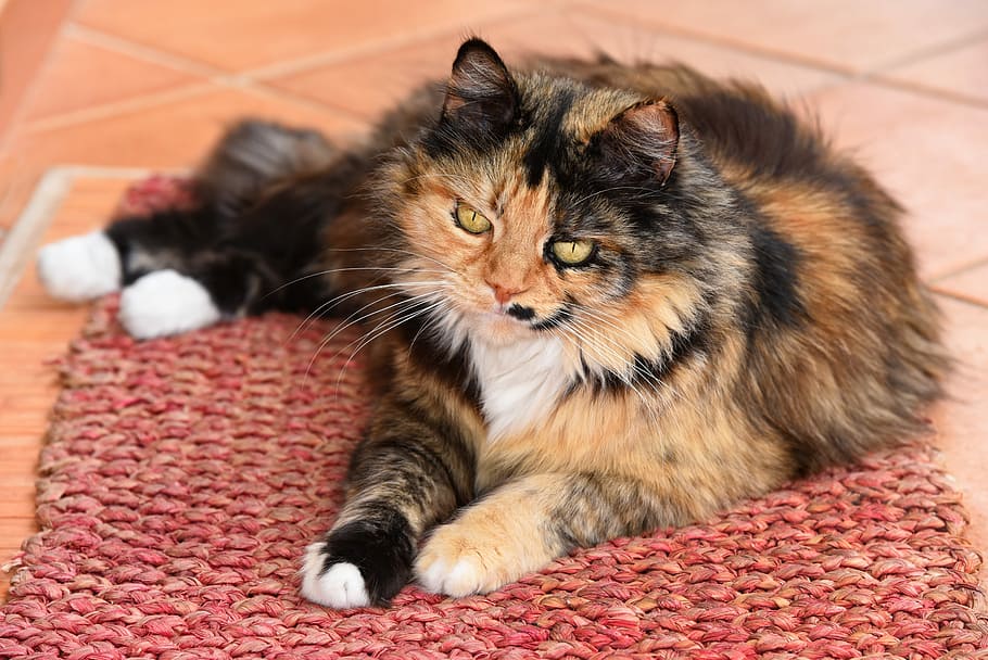 calico cat lying on red doormat, animal, mammal, domestic, pet