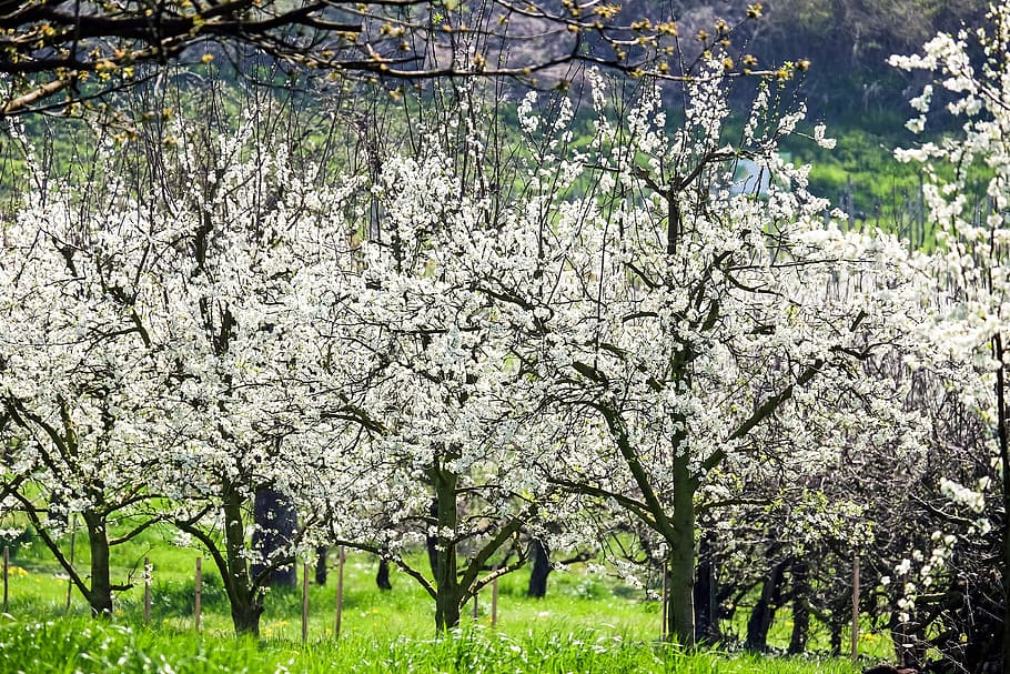white flowering tree on green grass field, cherry blossom tree HD wallpaper