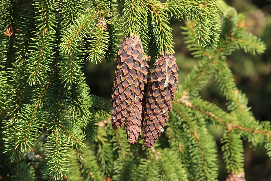 spruce, cone, pine cone, bad luck, tree, plant, growth, leaf, HD wallpaper