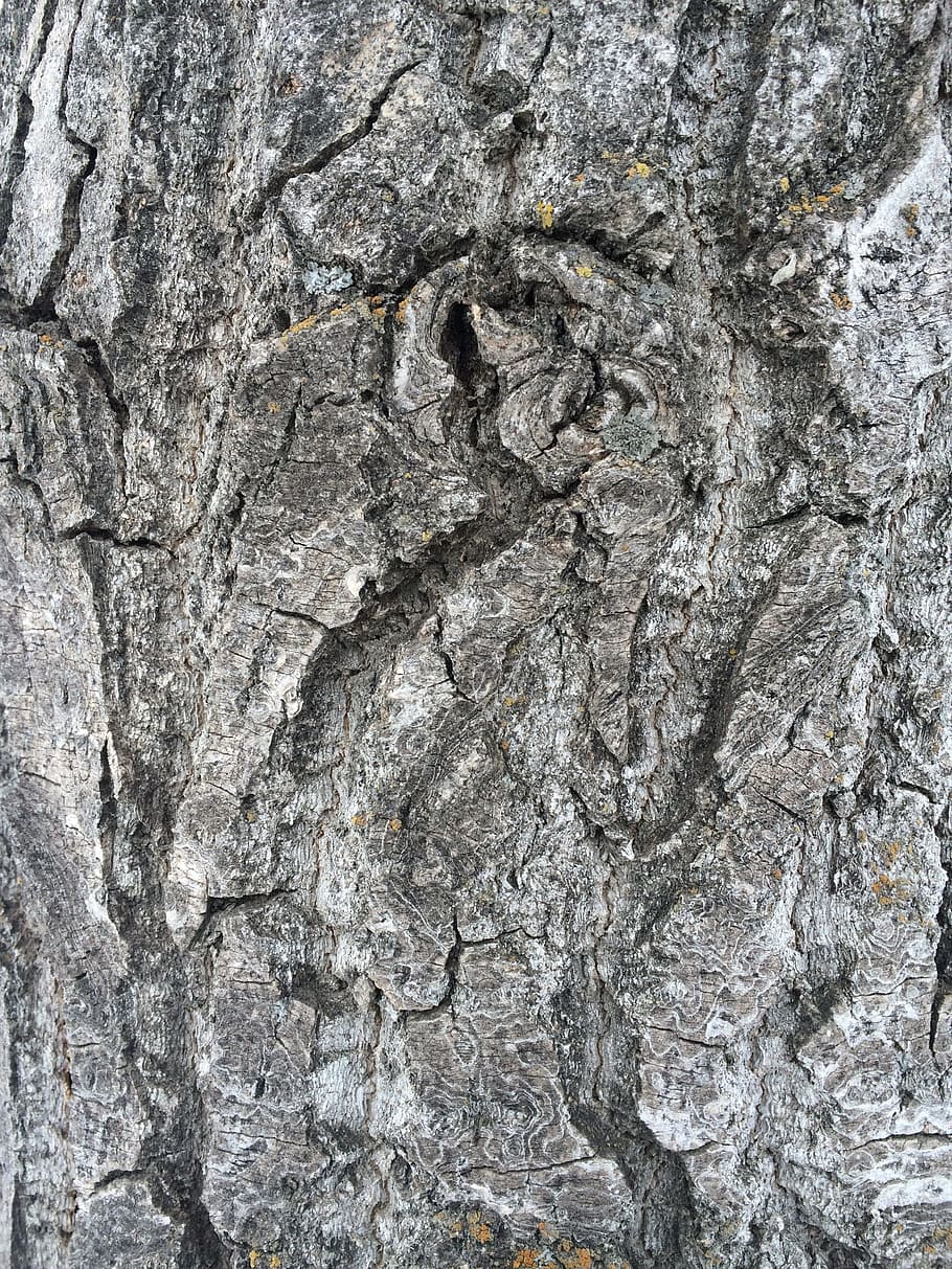 Tree Bark, Gray, Texture, grey, nature, trunk, rough, surface HD wallpaper