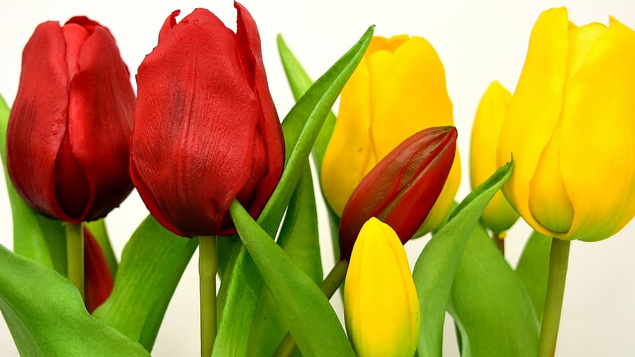 red and yellow tulips, flowers, artificial, spring, plant, flowering plant HD wallpaper
