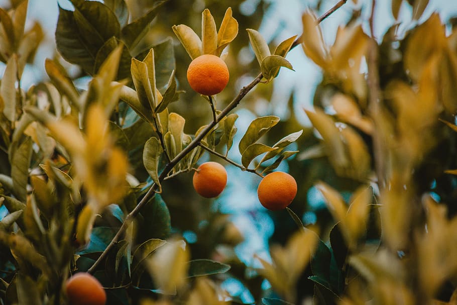 Oranges, close up photo of tree with fruit, bush, leaf, green HD wallpaper