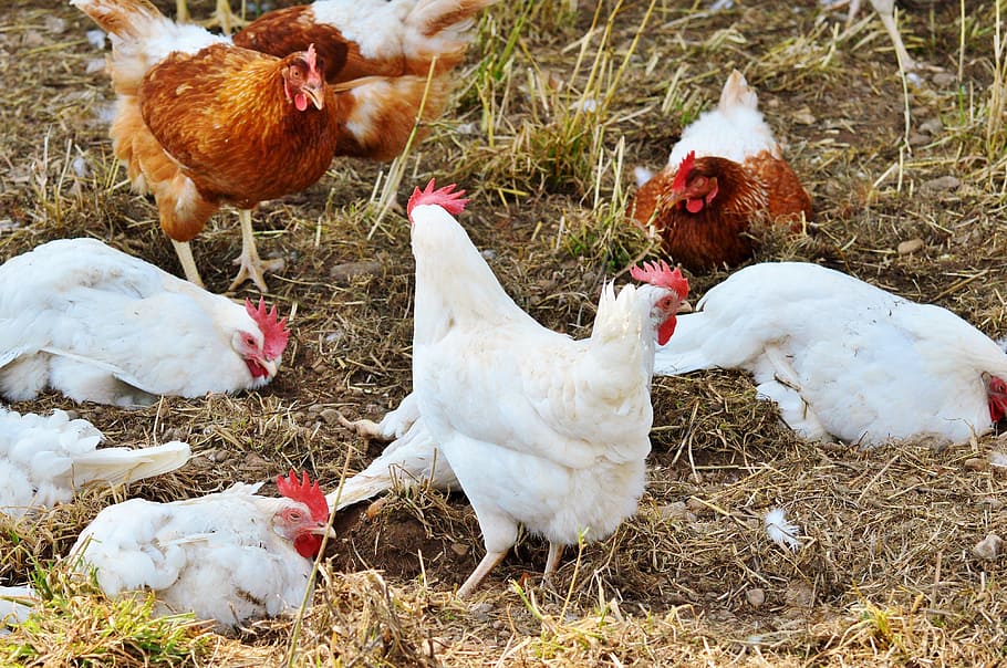 chicken, hen, poultry, pinnate, range, farm, egg, agriculture HD wallpaper