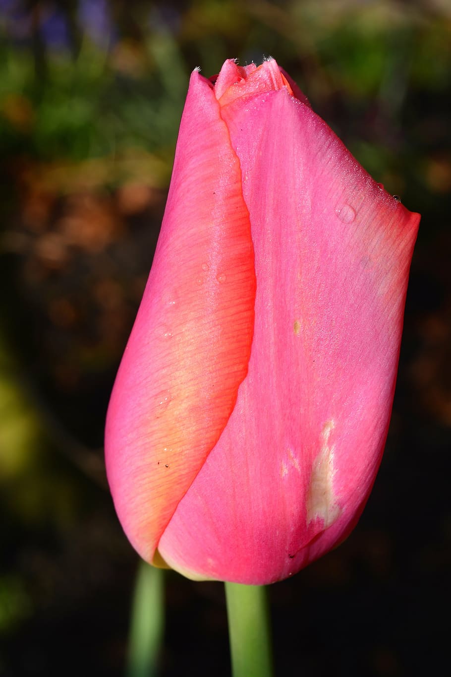 tulip, blossom, bloom, pink, closed, garden, sweet, tender HD wallpaper