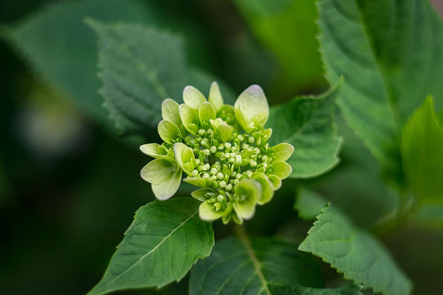 Close-up Photography of Plant, blur, environment, flora, flowers HD wallpaper