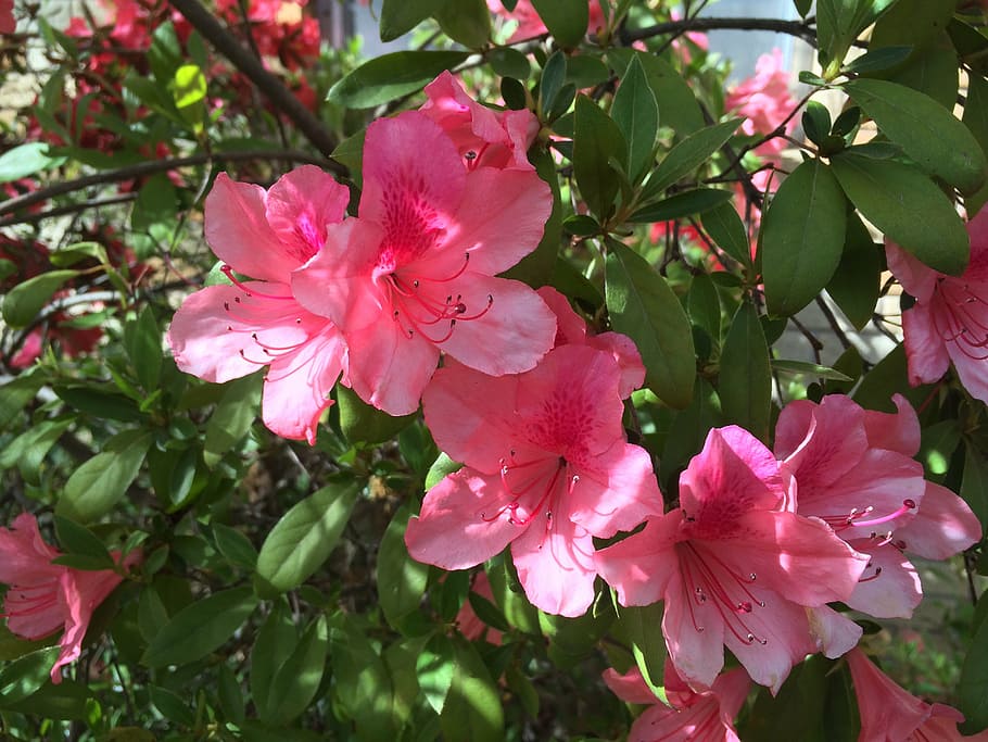 azalea, blossoms, close, flowering plant, growth, beauty in nature HD wallpaper