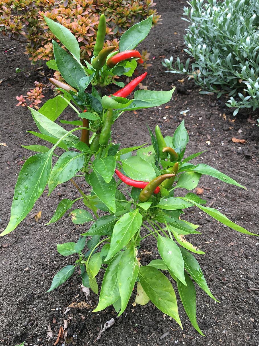 pepper, chilli, spicy, spice, vegetable, plant, chili, food HD wallpaper