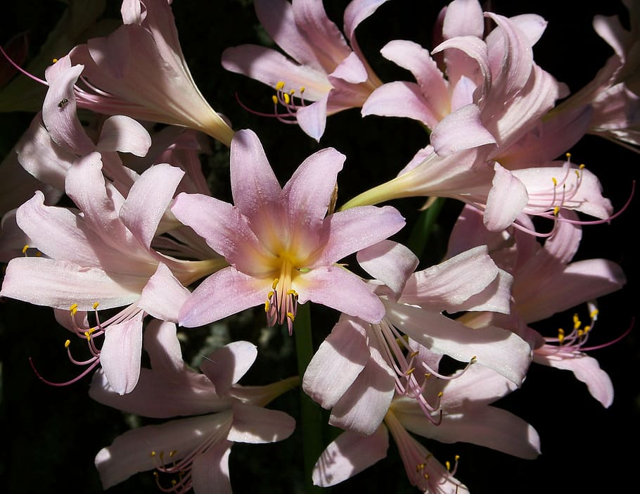 august, lily, lilies, pink, summer, flowers, nature, petal HD wallpaper