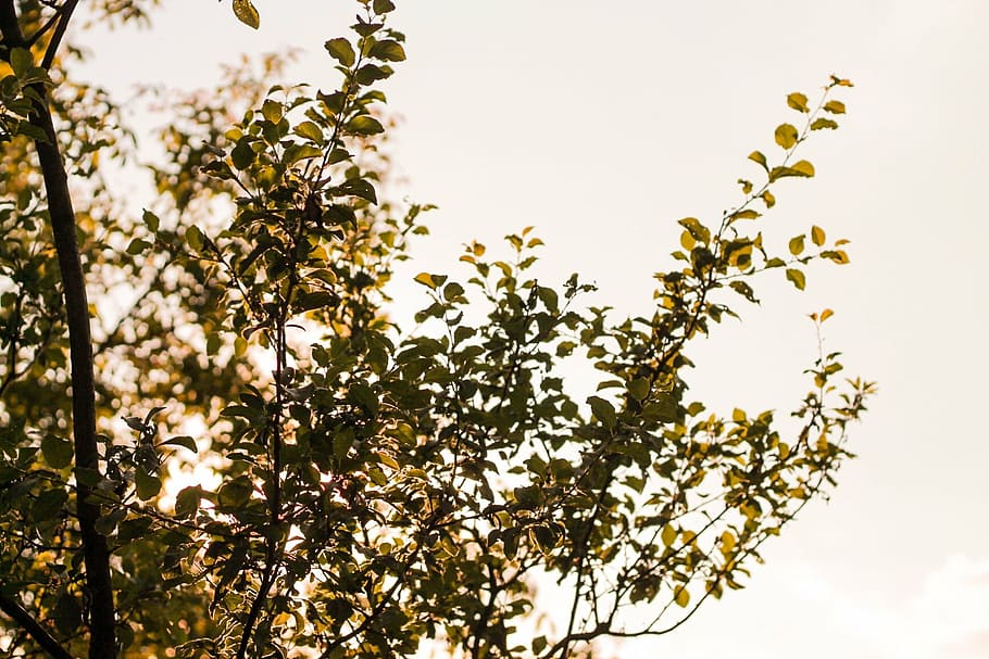 tree, leaves, sky, branches, forest, woods, nature, foliage HD wallpaper