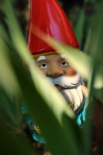gnome standing on green grass during daytime, shallow focus of garden gnome figurine HD wallpaper