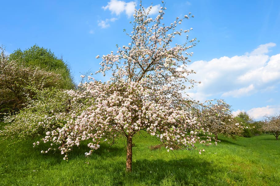 Orchard, Spring, Bloom, Sweet, Blossom, white, nature, tree HD wallpaper