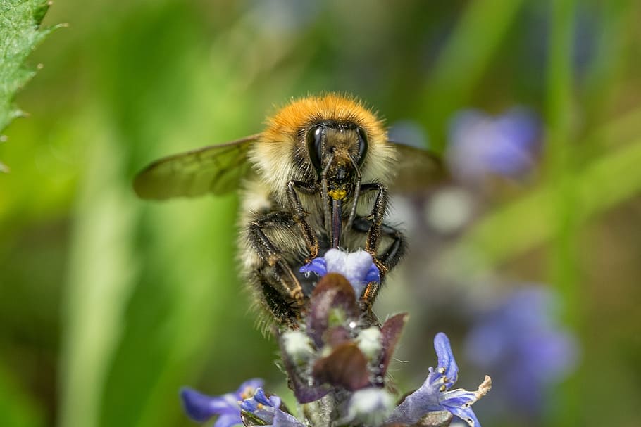 bee, pollination, macro, blossom, bloom, pollen, insect, nature HD wallpaper
