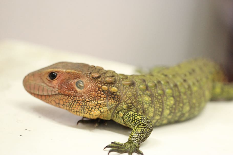 lizard, reptile, animal, animal themes, one animal, vertebrate HD wallpaper