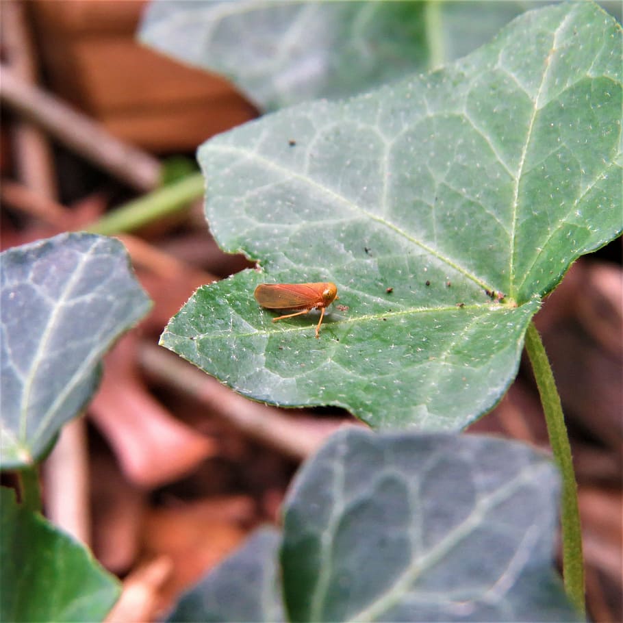 macro, insect, orange, ivy, green, leaf, plant part, close-up HD wallpaper