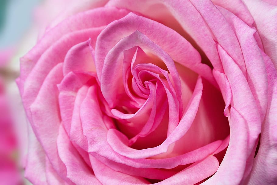 rose, macro, flower, composites, nature, plant, white, pastellfarben HD wallpaper