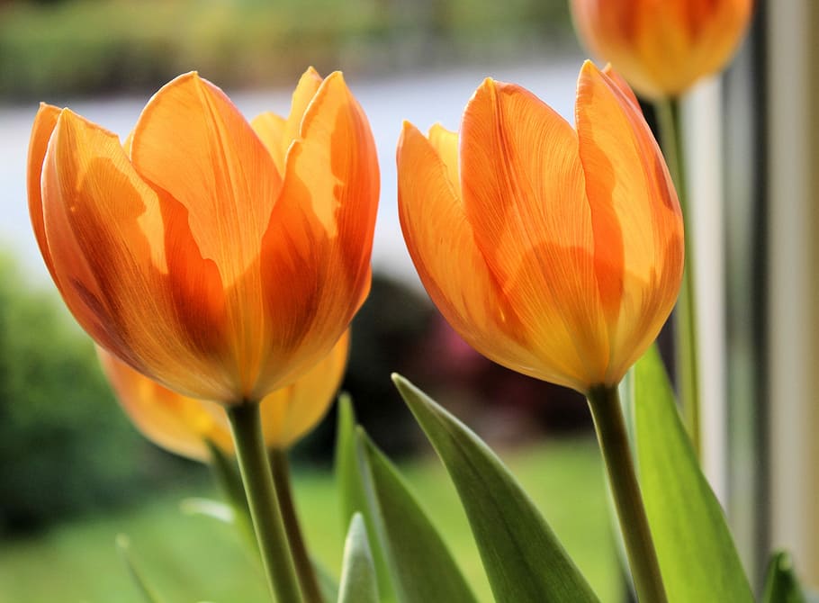 Tulip, Orange, Spring, flower, nature, beauty in nature, fragility HD wallpaper