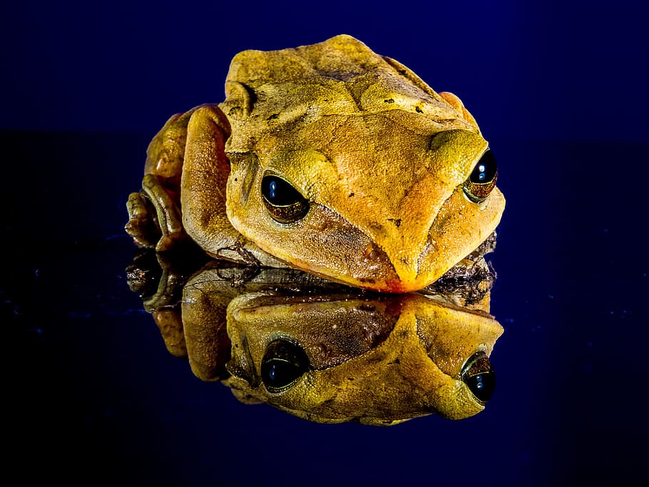 frog, toad, golden eyes, close, animal themes, animal wildlife HD wallpaper