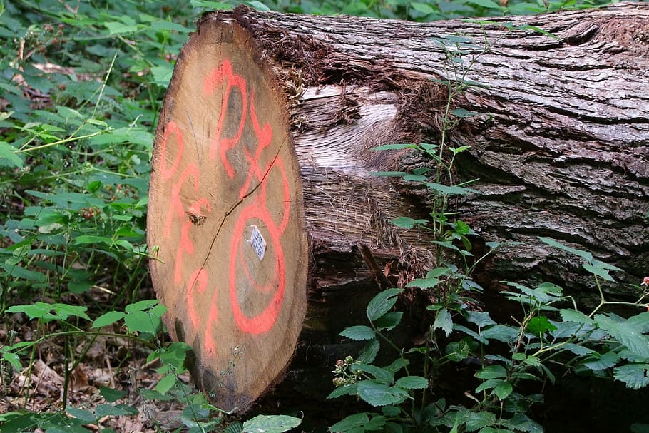 tree, log, like, value wood, mark, forestry, forester, plant part HD wallpaper