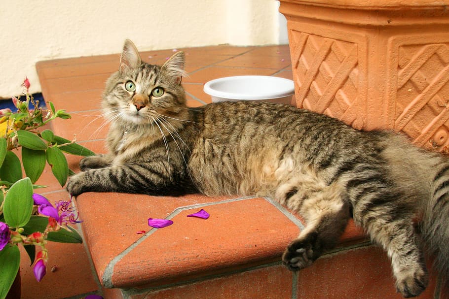 cat, mieze, mackerel, hangover watched, mainecoon, cute, feline HD wallpaper