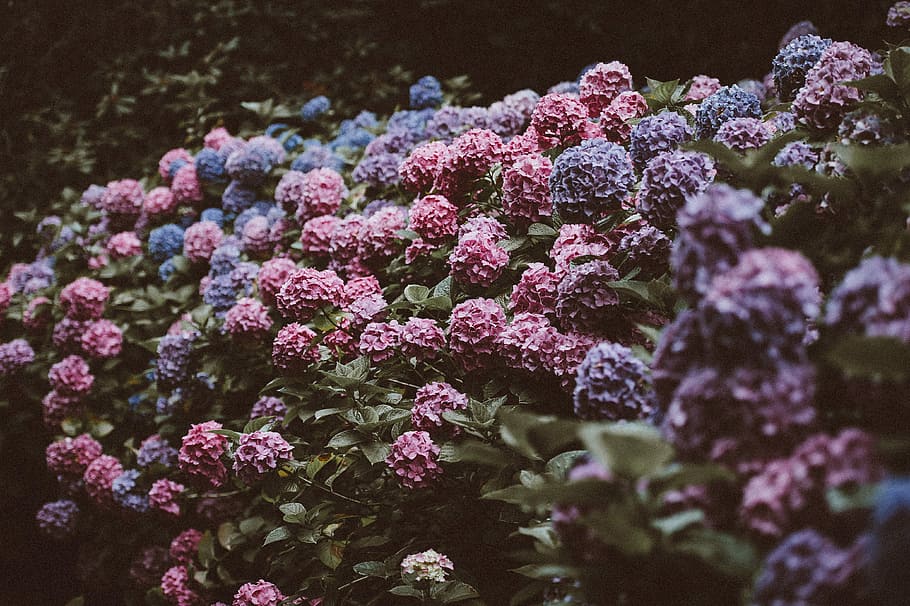 pink and purple hydrangeas field during daytime, flowers, blossom HD wallpaper