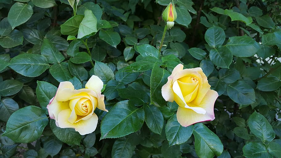 roses, yellow, spring, nature, rose - Flower, petal, flowering plant HD wallpaper