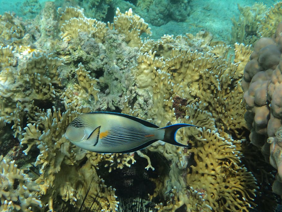 sea, red, barrier, reef, underwater, animal wildlife, animals in the wild HD wallpaper