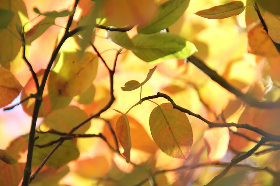 autumn, leaves, trees, forest, sun, sunbeam, foliage, leaf HD wallpaper