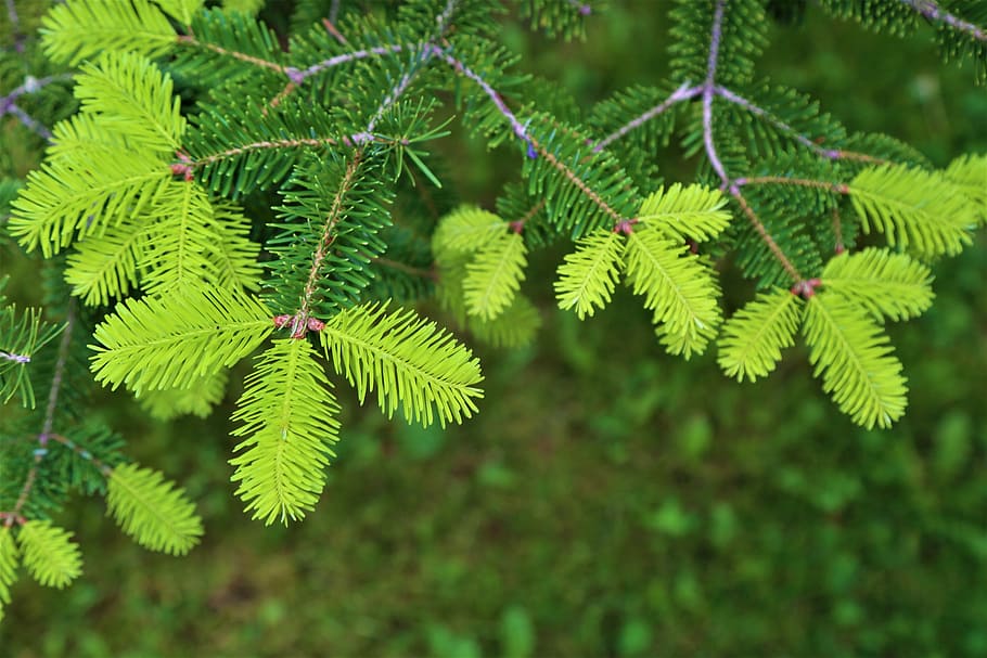 exile, plant, nature, pine, branch, green color, growth, plant part HD wallpaper