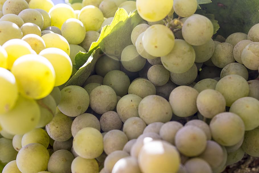 grapes, cluster, wine, fruit, vine, green, parra, leaves, vineyard HD wallpaper