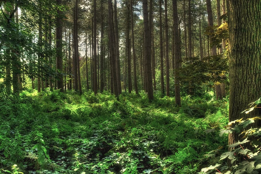 polygonebos, polygon wood, polygoonbos, first world war, ieper HD wallpaper