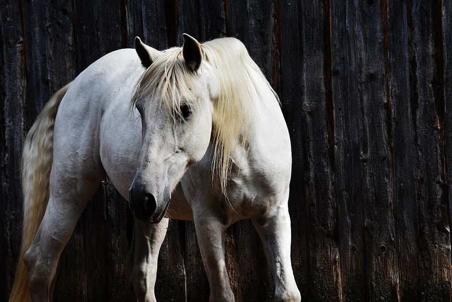 white horse beside black wall, mold, reiterhof, animal, nature