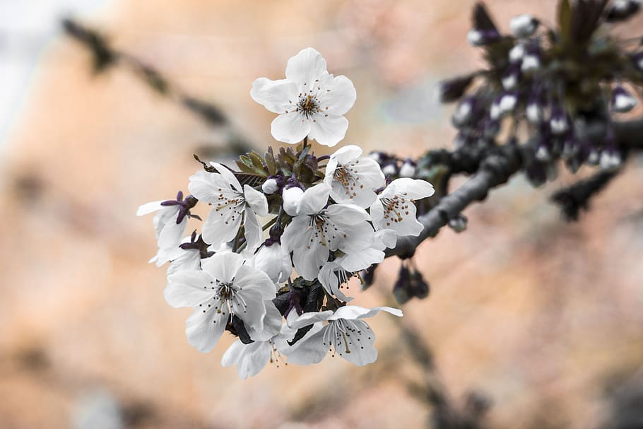cherry blossoms, white flower, spring, blooming, natural, sakura HD wallpaper