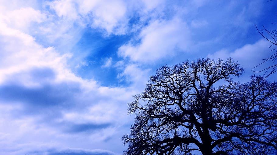 trees, sky, clouds, blue, storm, winter, copy space, photography HD wallpaper