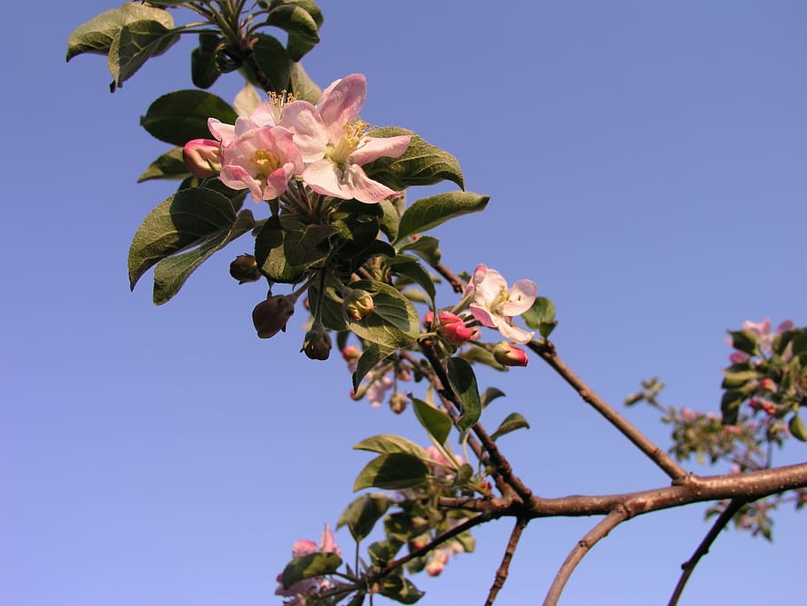 blossoming, apple, tree, flower, plant, flowering plant, fragility HD wallpaper