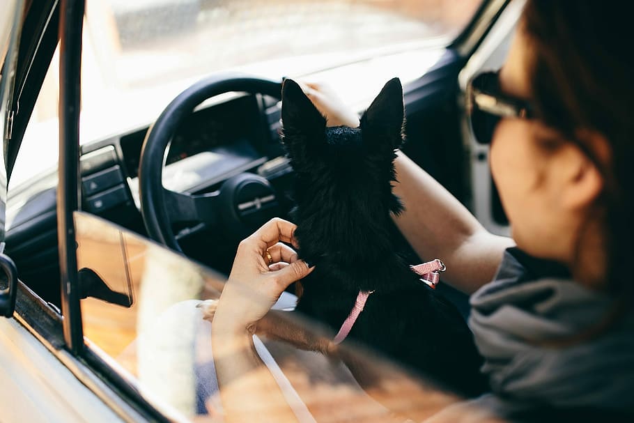 Woman in the car, female, dog, pet, animal, travel, car driving, HD wallpaper