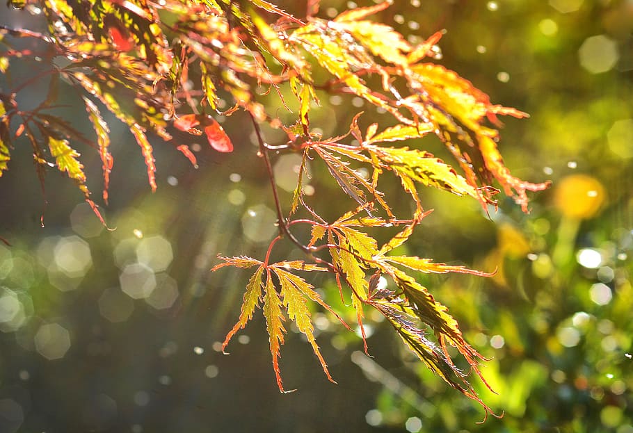 green maple leaves closeup photography, Leaf, Bokeh, Nature HD wallpaper