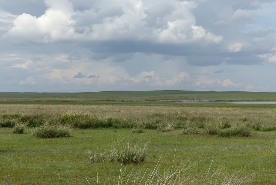 Grass, Prairie, Steppe, Mongolia, China, wide, landscape, grass landscape
