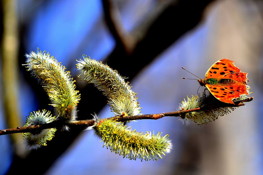 comma butterfly perched on green leaf in selective focus photography HD wallpaper