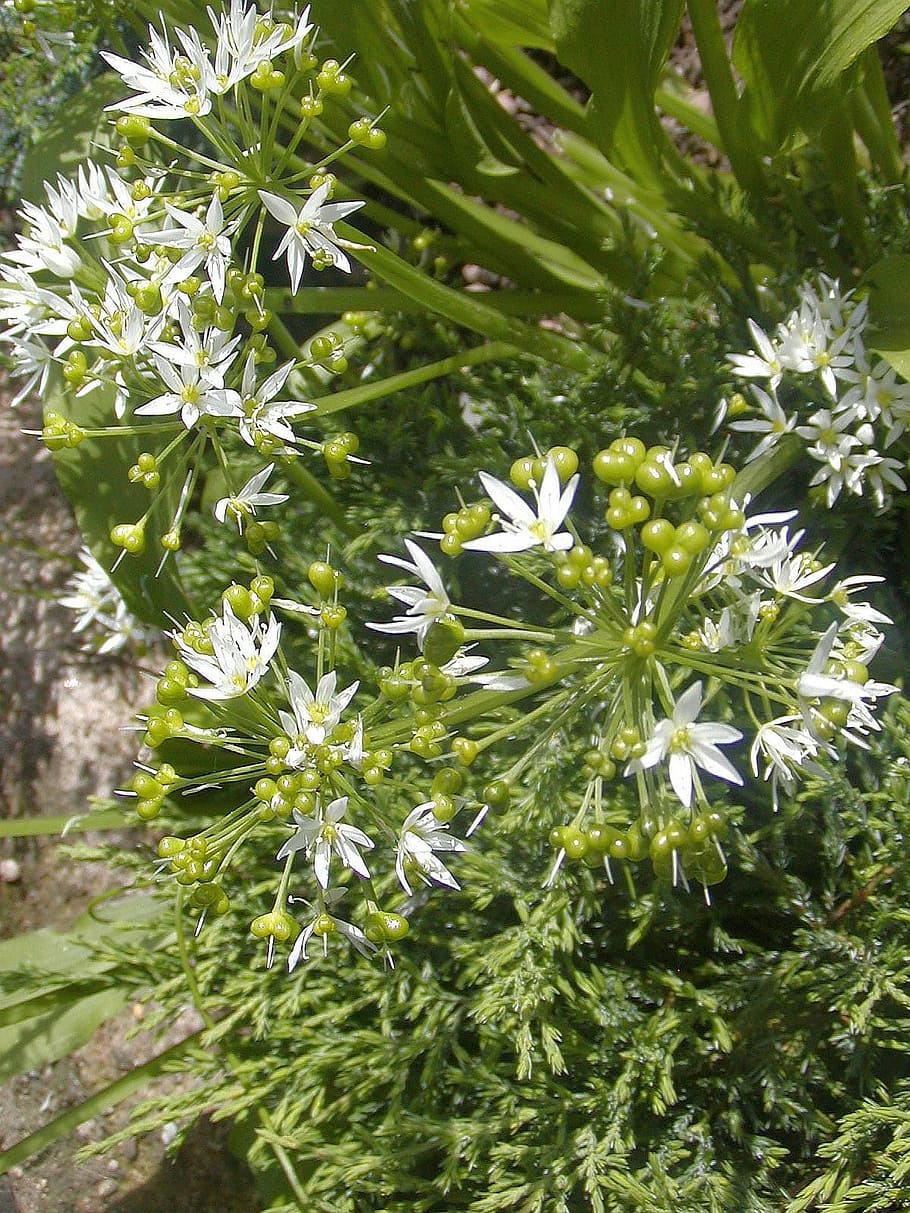 flower, garden, spring, white, green, detail, plant, growth HD wallpaper