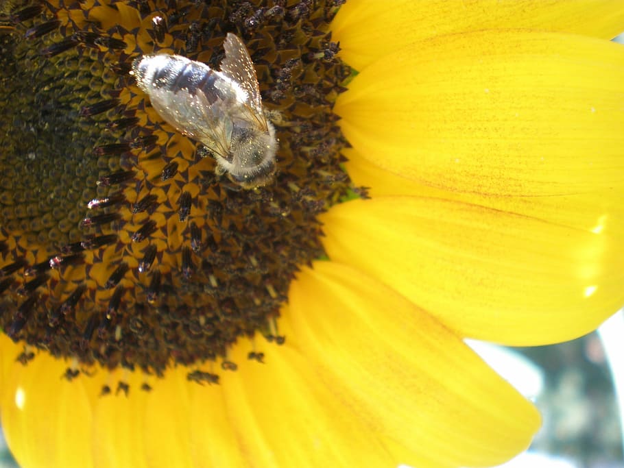 Flower, Sunflower, Bee, Nature, Summer, yellow, plant, floral HD wallpaper