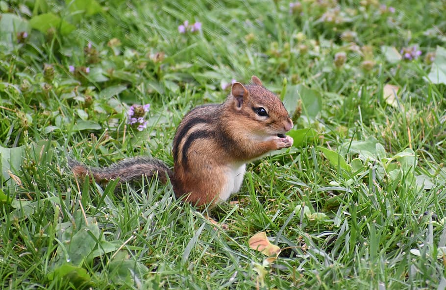 chipmunk, animal, chipmunk eating, animal themes, one animal HD wallpaper